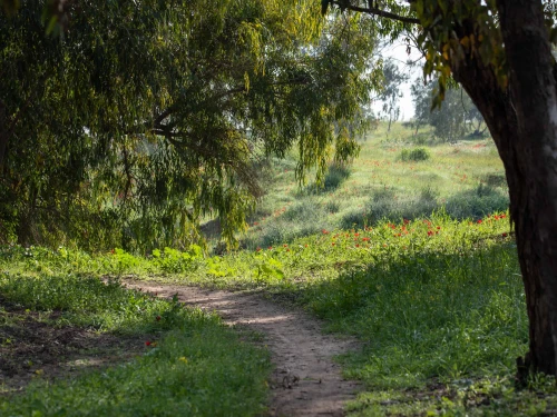 The Be'eri Forest in southern Israel, Feb. 24, 2020. Photo by Mila Aviv/Flash90.