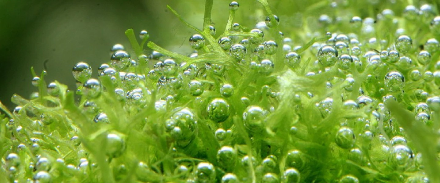 Bubbles on a riccia plant at a fish farm in Ramat Raziel, near Jerusalem. Photo by Haim Shohat/Flash90.