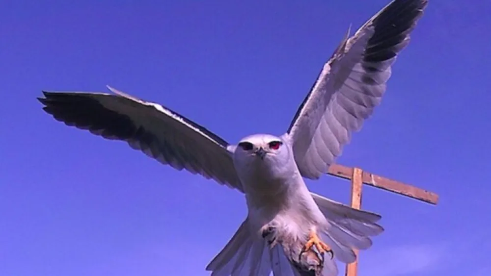 Credit: Hebrew University of Jerusalem.