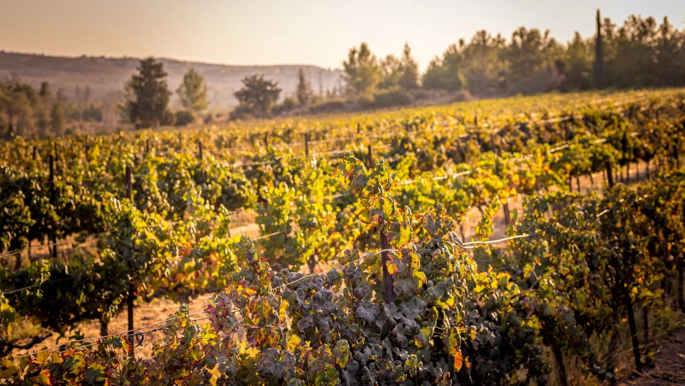 Credit: Laura Ben-David.