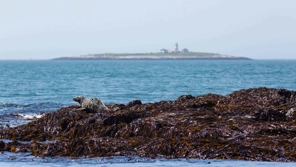 Machias Seal Island