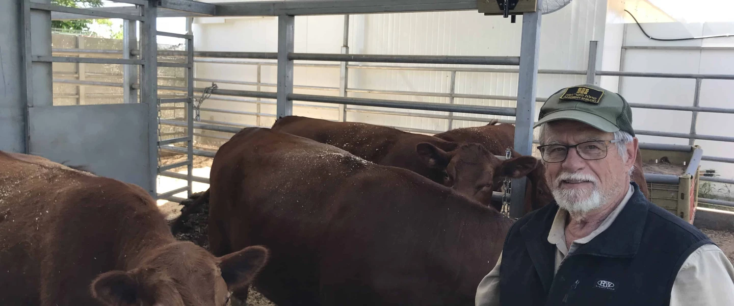 Indiana farmer Larry Borntrager tends to the red heifers in Shiloh, Samaria, on May 18, 2024. Credit: Courtesy.