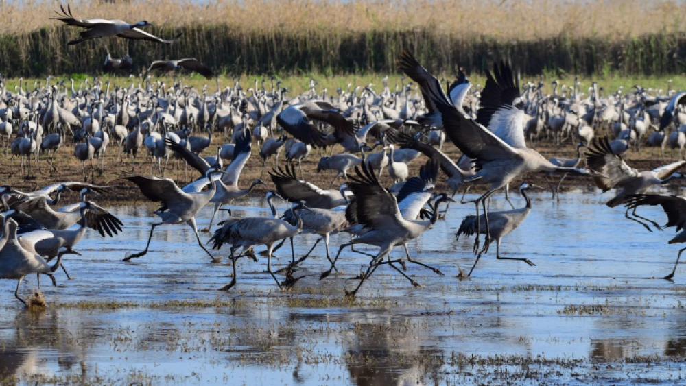 Cranes at the Hula Valley lake, northern Israel, Feb. 24, 2020. Photo by Tomer Neuberg/Flash90.