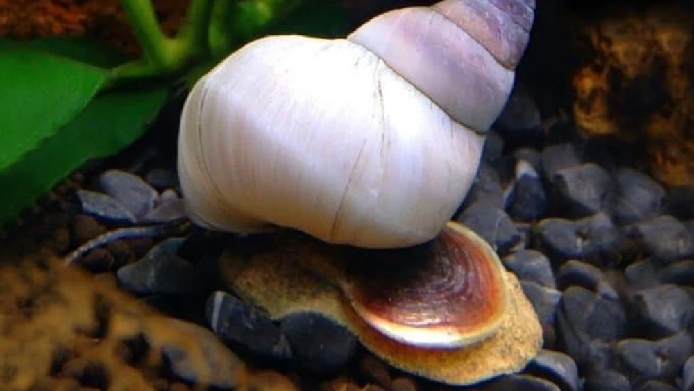 Filopaludina Snails