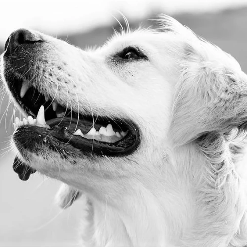 Post-COVID, the Dogiz company has launched an updated app, website and business plan. Credit: Pixabay.