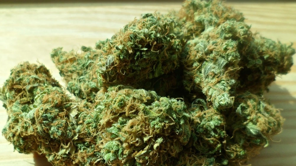 Medical cannabis. Credit: Pixabay.