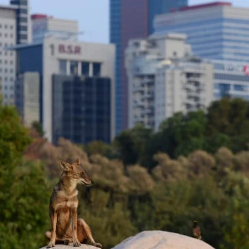 A jackal is seen at Yarkon Park in Tel Aviv, Sept. 3, 2022. Photo by Tomer Neuberg/Flash90.