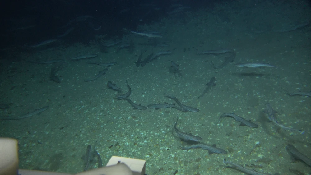 A recent expedition off Israel's coast found hundreds of small sharks and thousands of shark eggs. Credit: The University of Haifa, Israel Oceanographic and Limnological Research, Ben-Gurion University of the Negev and Interuniversity Institute for Marine Sciences in Eilat joint project.
