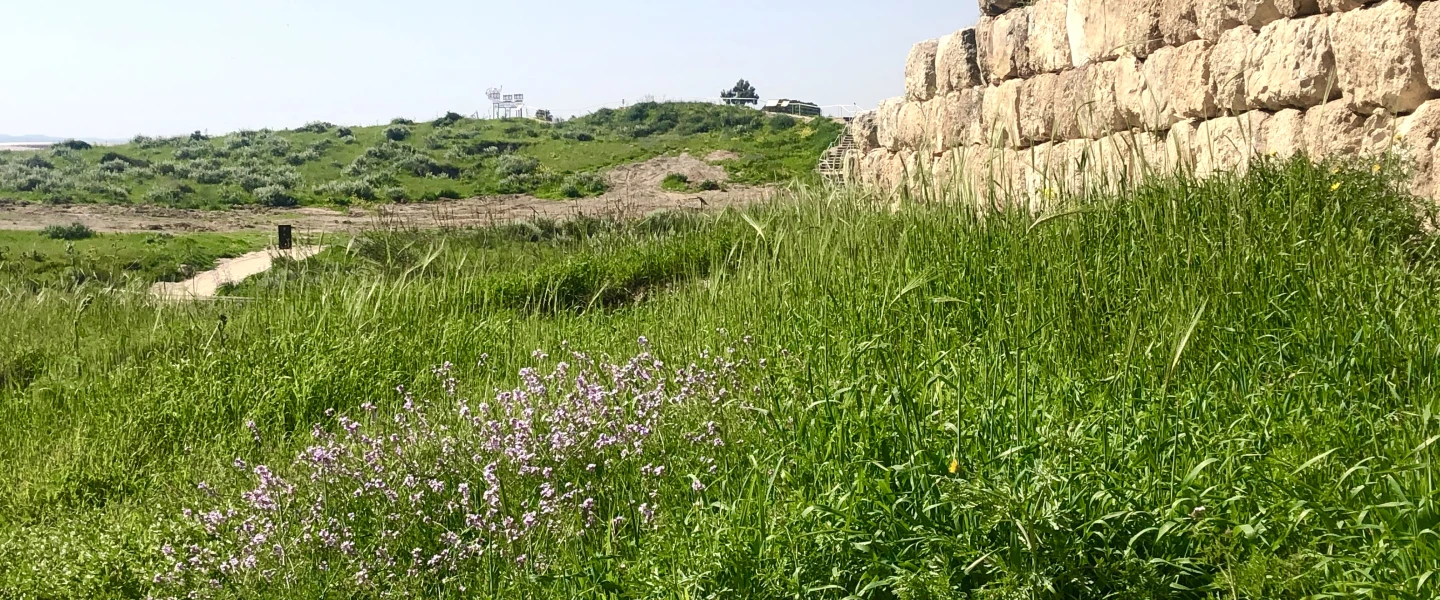 Tel Lachish. Credit: Judy Lash Balint.