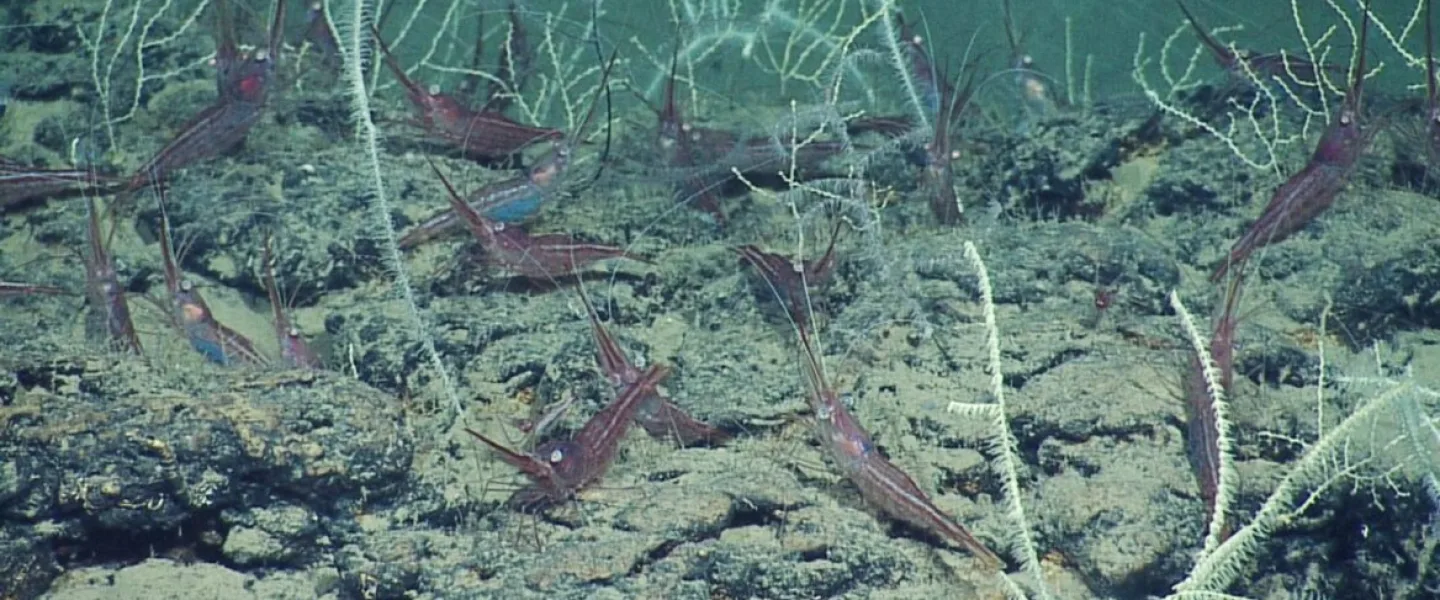 Sea life at the Palmachim Slide. Photo courtesy of the University of Haifa and Israel Oceanographic and Limnological Research.