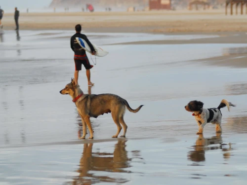 Dogs play on the Herzliya beach, Nov. 7, 2007. Photo by Gili Yaari/Flash90.