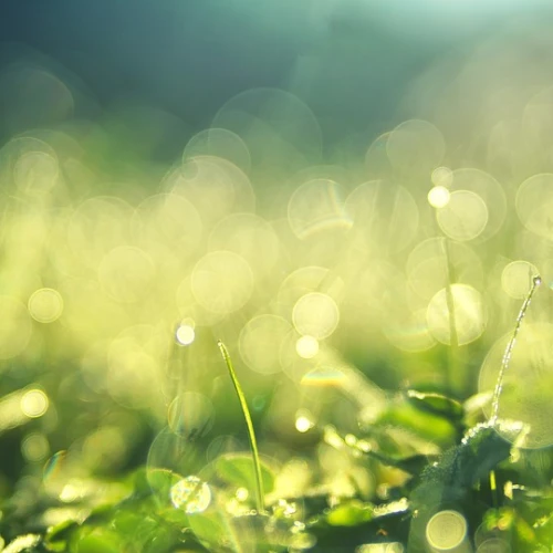 Summer morning dew. Credit: Pixabay.