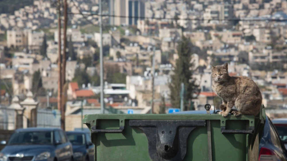 A cat sits on a garbage bin overlooking the Beit Safafa neighborhood in Jerusalem, Feb. 11, 2019. Credit: Hadas Parush/Flash90.