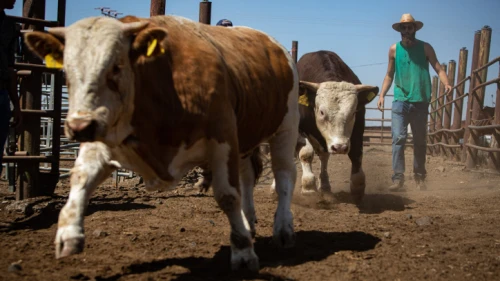 Cattle tender of various cattle farms in the Golan Heights, Northern Israel. Sept. 25, 2019. Photo by Maor Kinsbursky/Flash90.