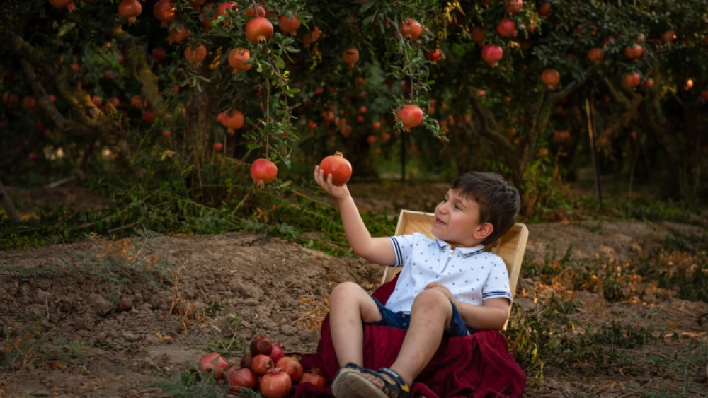 A pomegranate orchard in Kfar Achim on Sept. 8, 2019. Photo by Mila Aviv/Flash90.