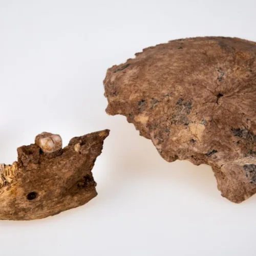 Fossil remains of skull and jaw. Photo courtesy of Tel Aviv University.
