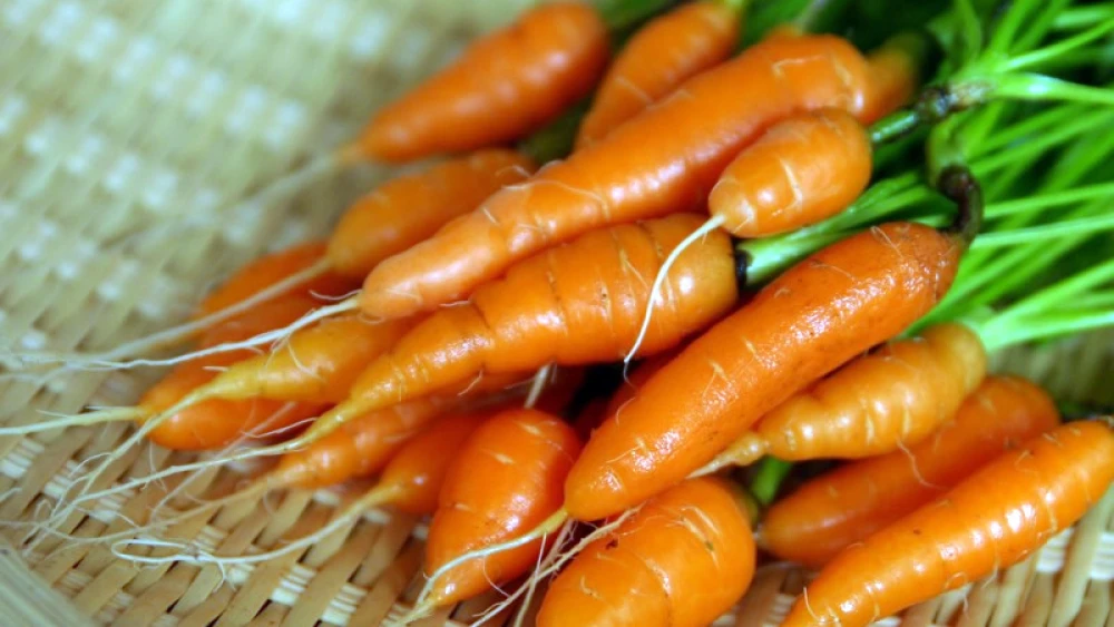 Fall flavors in Caramelized Parsnips and Carrots. Credit: Wikimedia Commons/Nanao Wagatsuma.