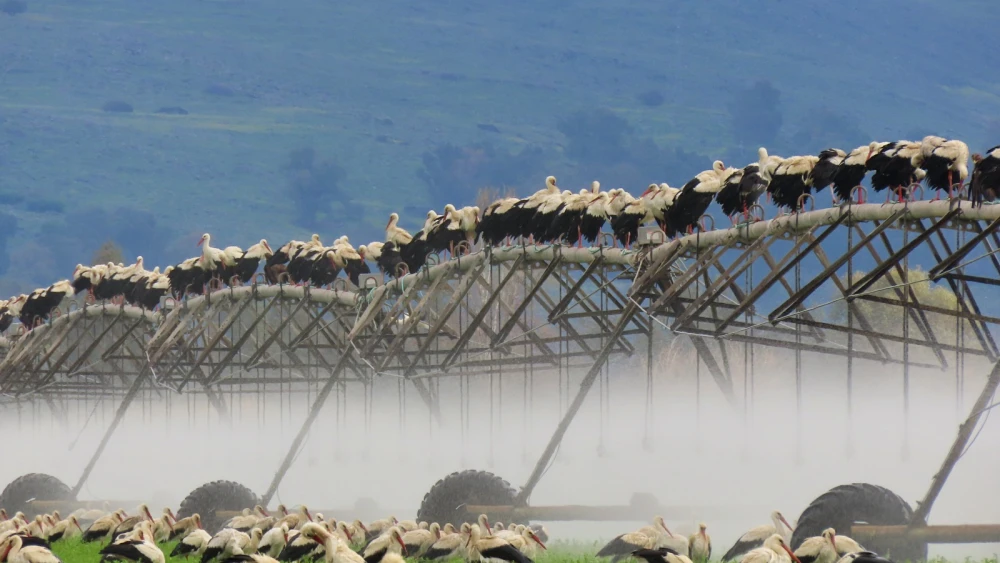 Thousands of white storks rest-stop in Galilee Panhandle