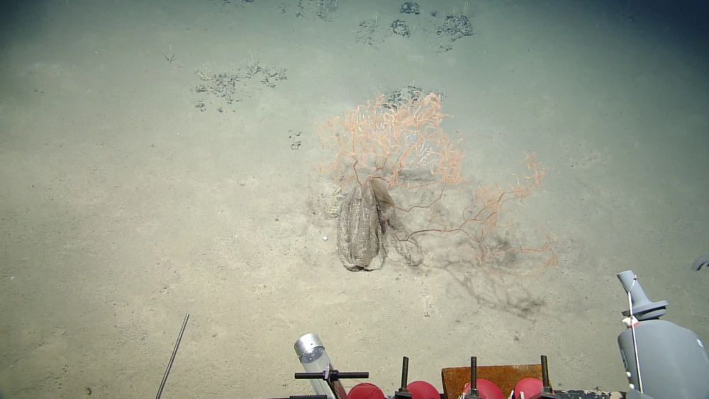 A plastic bag entangled in Leiopathes black coral from the Palmahim Slide. Photo courtesy of University of Haifa and Israel Oceanographic and Limnological Research.