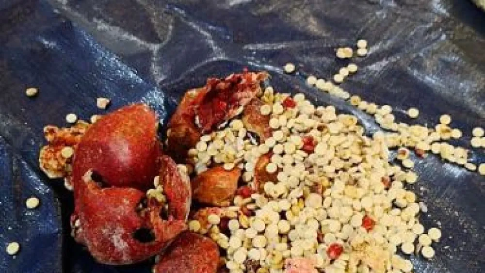Saudi Customs in Jeddah Islamic Port foiled an attempt to smuggle 5.3 million pills of Captagon hidden in a consignment of pomegranates imported from Lebanon in April 2021. Credit: Saudi Press Agency.