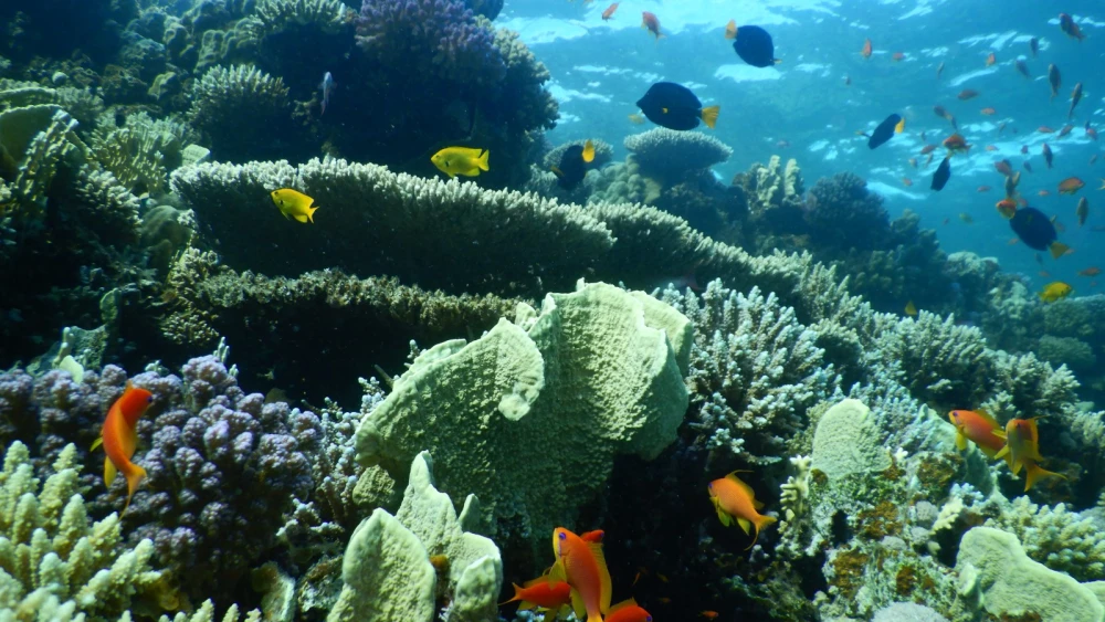 A coral reef in the Red Sea. Photo by Professor Maoz Fine/Bar-Ilan University.