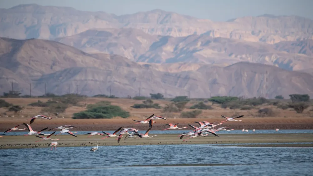 A flock of flamingos rests at the evaporation ponds near Eilat. Photo by Mila Aviv/Flash90.