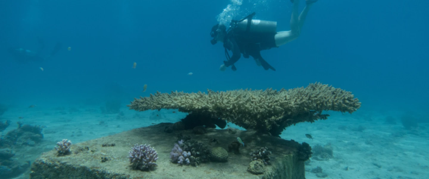 A scuba diver in the Gulf of Eilat, Red Sea, on May 19, 2018. Photo by Maor Kinsburksy/Flash90.