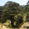 A cedar forest in El-Arz, Bsharri, Lebanon, Dec. 1, 2006. Credit: Wikimedia Commons.