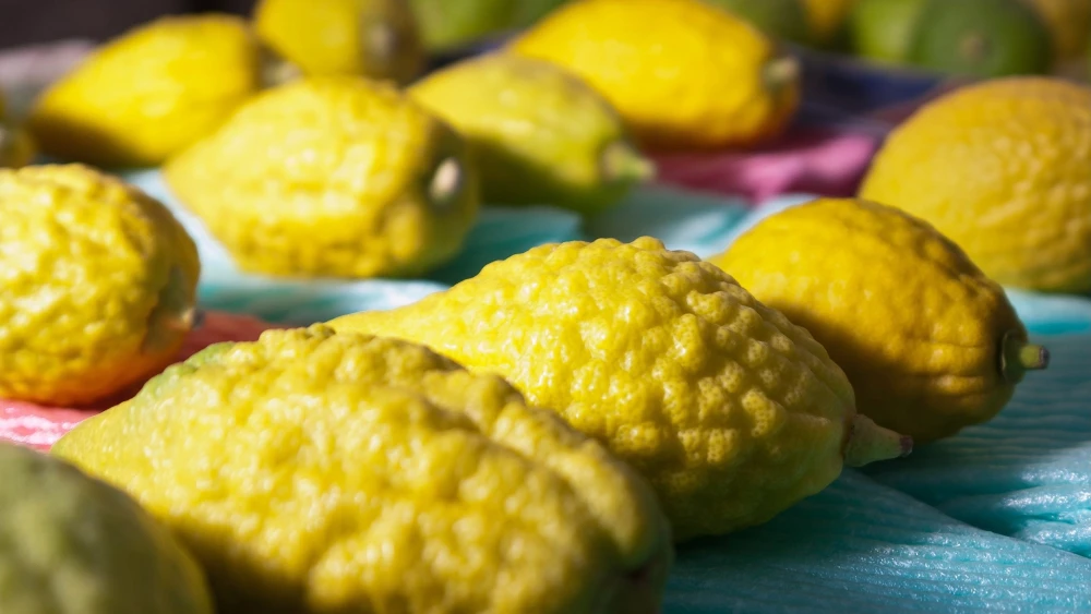 Etrogs at a market in Bnei Brak, Israel, in 2011. Credit: Flavio from Mazkeret Batia, Israel/Creative Commons via Wikimedia Commons,