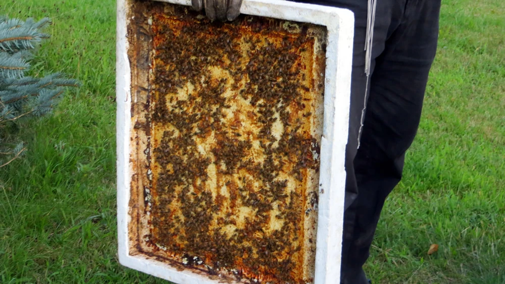 Bees by the thousands are unperturbed and busy at work. Photo by Carin M. Smilk.