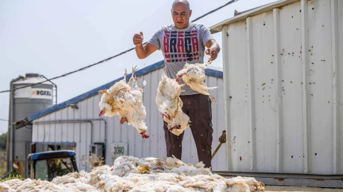 Kobi Sarmili removes chickens that died during the heat wave at a farm in Moshav Margaliot, northern Israel, Aug. 14, 2023. Photo by Ayal Margolin/Flash90.