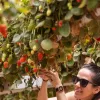 Tanya Pons Allon picking strawberries at the Arava R&D Center. Photo by Laura Ben-David.