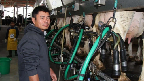 Korawit Kaeokoed milking cows at Kibbutz Alumim, near the Gaza Strip, Jan. 22, 2025. Photo by Rafi Babayan.