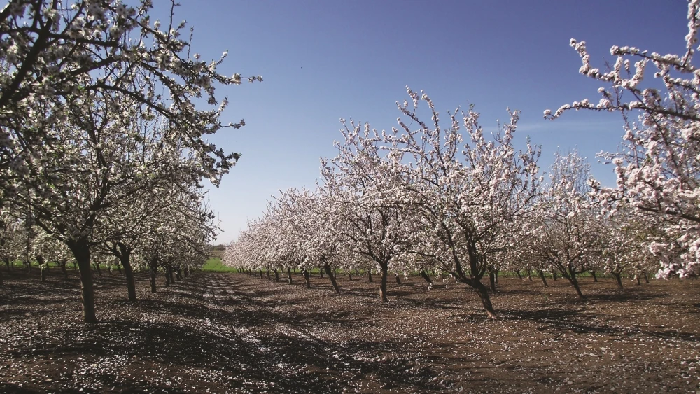Almond trees in Neve Ya’ar, site of the Volcani model farm. Photo courtesy of Volcani Center.