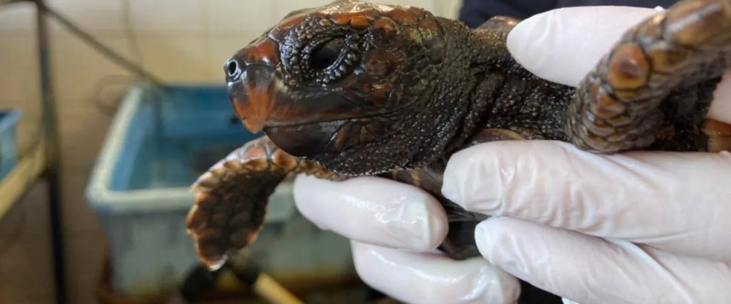 A sea turtle encrusted with tar from a spill off Israel’s coast. Photo courtesy of Israel National Sea Turtle Rescue Center.
