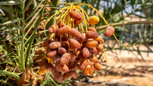 Dates growing on Hannah, a tree germinated from ancient seeds in Israel. Photo by Marcos Schonholz/Arava Institute.