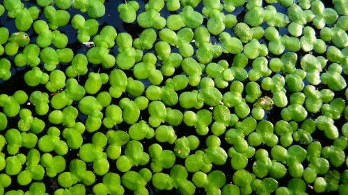 Common duckweed. Credit: Wikimedia Commons.