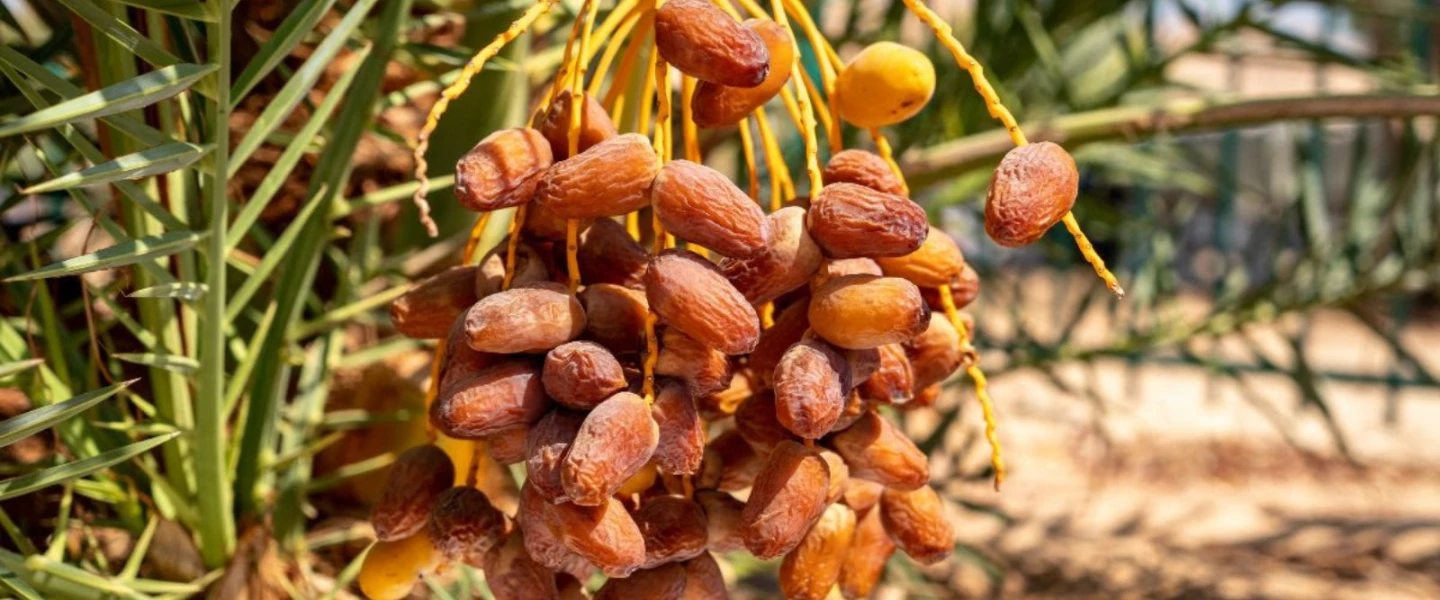Dates growing on Hannah, a tree germinated from ancient seeds in Israel. Photo by Marcos Schonholz/Arava Institute.