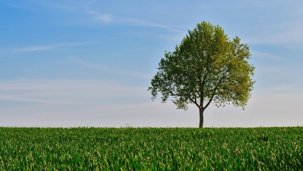 Open field. Credit: ArWeltAtty/Pixabay.