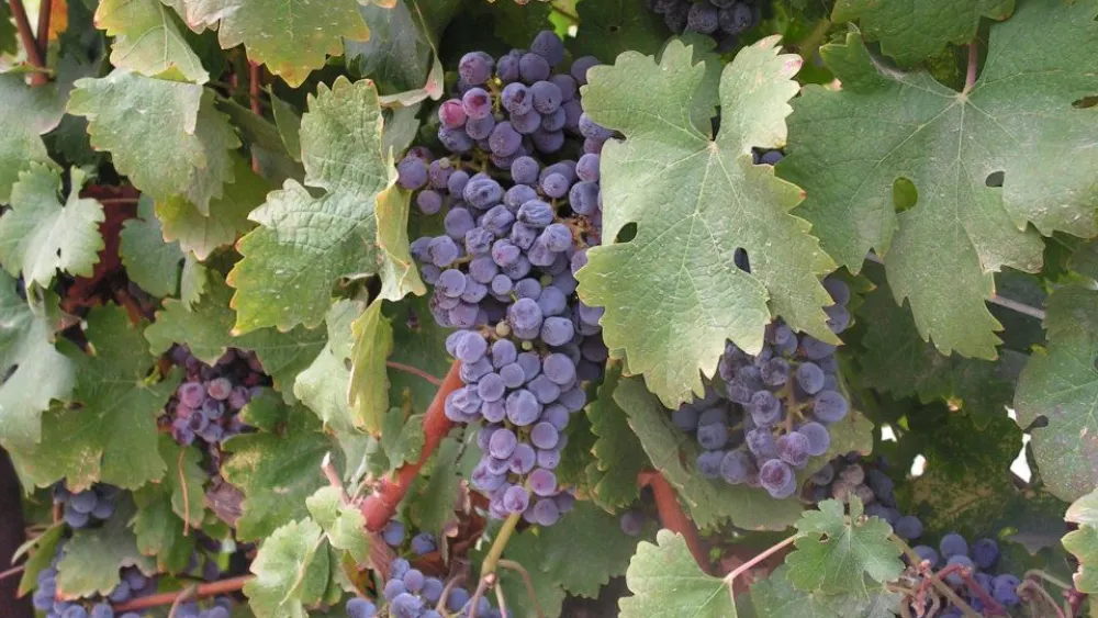 The grapes at Bravdo Winery. Source: The Israel Innovation Fund.