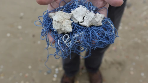 Dr. Baruch Sterman holds the strings of a blue satin worm from which the tzitzit frills are made on the beach in Tel Aviv, March 23, 2014. Photo by Yaakov Naumi/Flash 90.