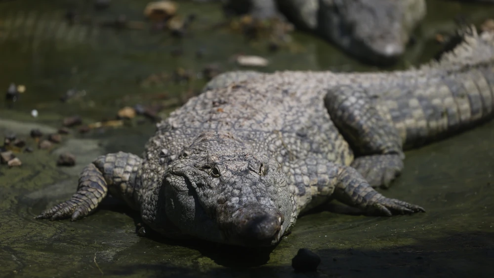 Crocodiles seen at the Jerusalem Biblical Zoo on Aug. 18, 2024. Photo by Chaim Goldberg/Flash90.