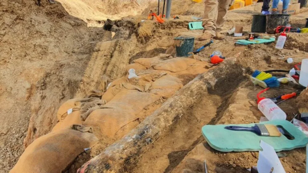 A 500,000-year-old elephant tusk prior to excavation, near Kibbutz Revadim in southern Israel. Photo by Yoli Schwartz, Israel Antiquities Authority.