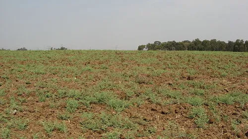 Field near Rosh HaAyin, shmita