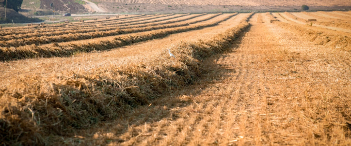 Collecting hay piles for bales in central Israel. Aug. 20, 2018. Photo by Anat Hermony/Flash90.