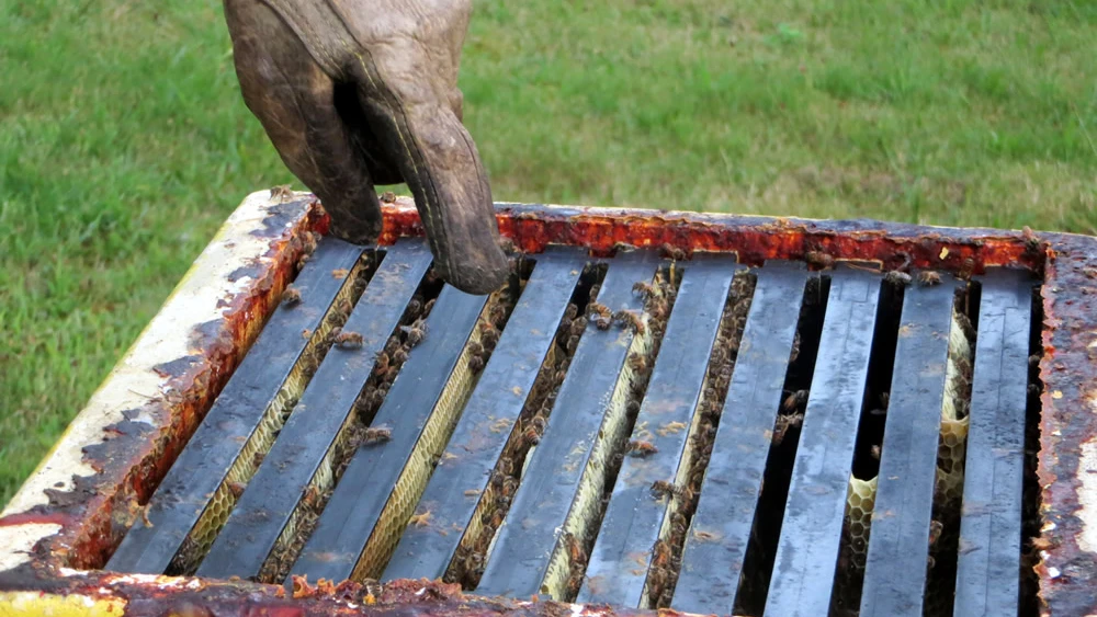 The rabbi points out some of the developing honeycomb. Photo by Carin M. Smilk.