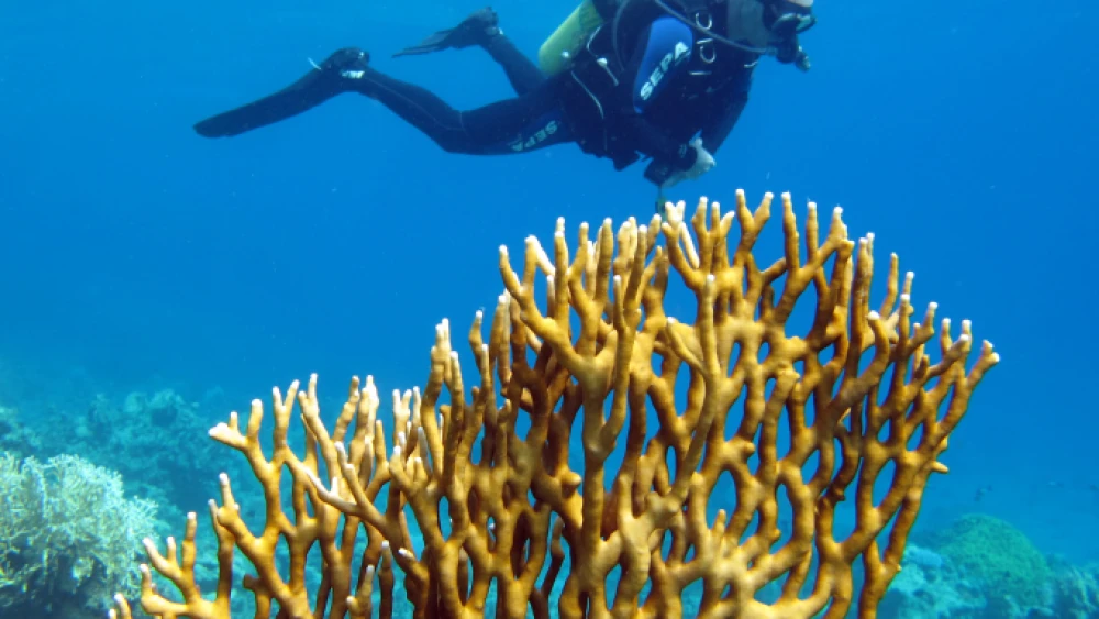 A scuba diver swims in the Eilat Dolphin Reef. Photo by Asaf Zvuloni/Israel Nature and Parks Authority/Flash90.