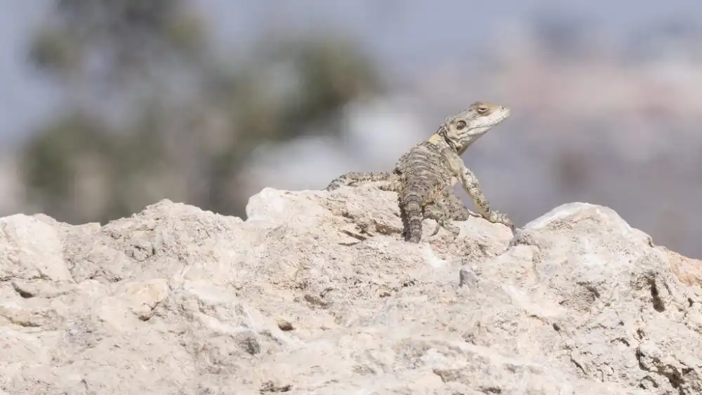 An agama lizard enjoys the summer sun in Israel's Binyamin region, July 31, 2023. Photo by Ariel Tanami/TPS